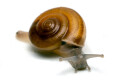 Cryptozona siamensis Thailand type 1 juvenil